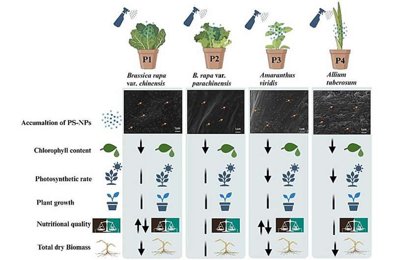 Graphical abstract. Credit: Journal of Hazardous Materials (2024). DOI: 10.1016/j.jhazmat.2024.136346 Accumulation of polystyrene nanoplastics in leaves poses threats to plants