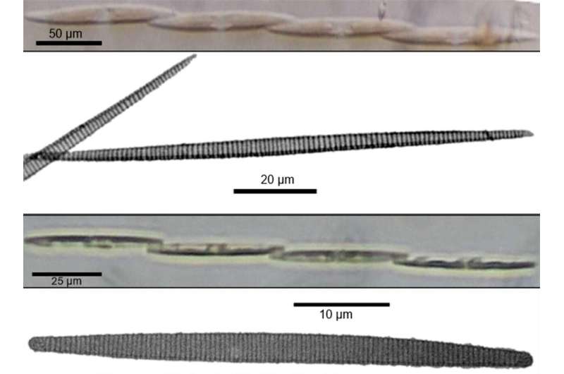 Light microscope and transmission electron microscope photographs of Pseudo-nitzschia pungens var. Pungens (top two photos) and Pseudo-nitzschia brasiliana (bottom two photos) found in Luzon shellfish farms. Both species produce domoic acid, a dangerous neurotoxin. Credit: Botavara et al. Amnesia-causing diatoms found in Luzon shellfish farms