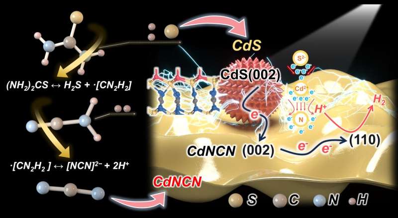 The schematic diagram illustrates the synthesis of a CdNCN-CdS composite photocatalyst (NCN-Cd-S) with an atomic-level heterostructure and its enhancement in the photocatalytic hydrogen evolution. Credit: Advanced Powder Materials (2024). DOI: 10.1016/j.apmate.2024.100242 Atomic-level heterostructures for enhanced photocatalytic hydrogen evolution