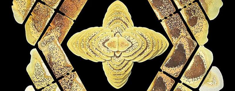 Images of honey bee combs, arranged to show the symmetry between the two sides of the comb. All combs were built and stockpiled by the bees (i.e., no embossed wax was provided). The coloration shows the cell contents. Credit: Images Smith Bee Lab, arrangement by Peter R. Marting Creating a buzz about bee nest symmetry