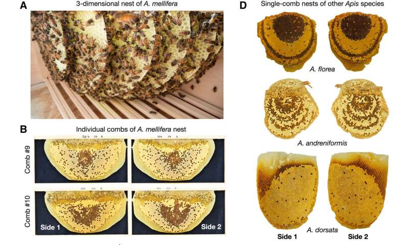 Creating a buzz about bee nest symmetry