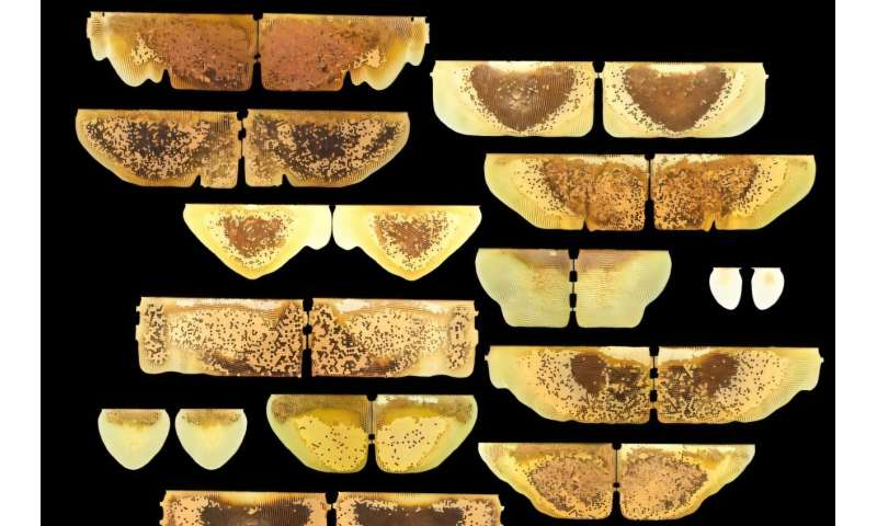 Creating a buzz about bee nest symmetry: A look into how bees actively organize nests in mirroring patterns