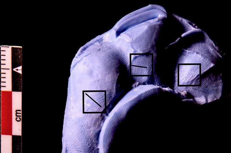 Fingerprints on ancient terracotta figurines show men, women and children worked on figurines