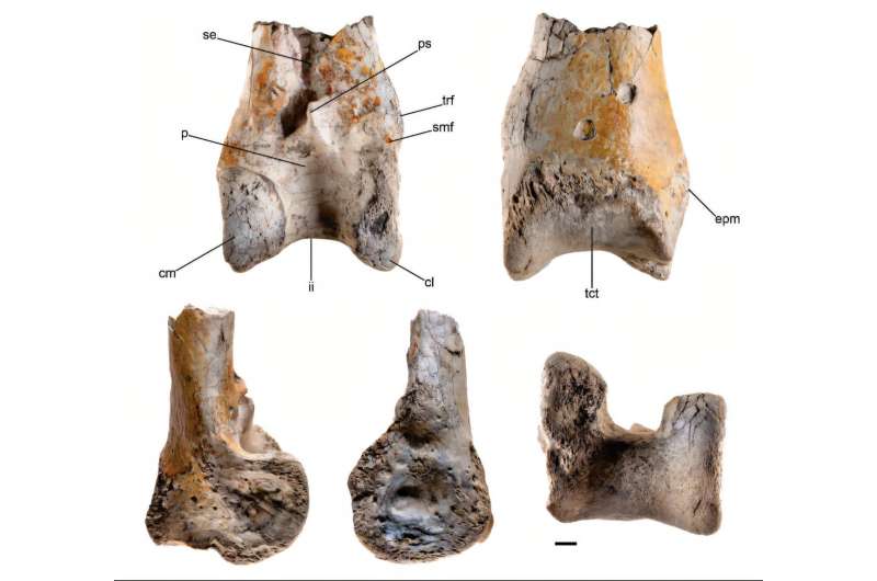 Fossil of huge terror bird offers new information about wildlife in South America 12 million years ago