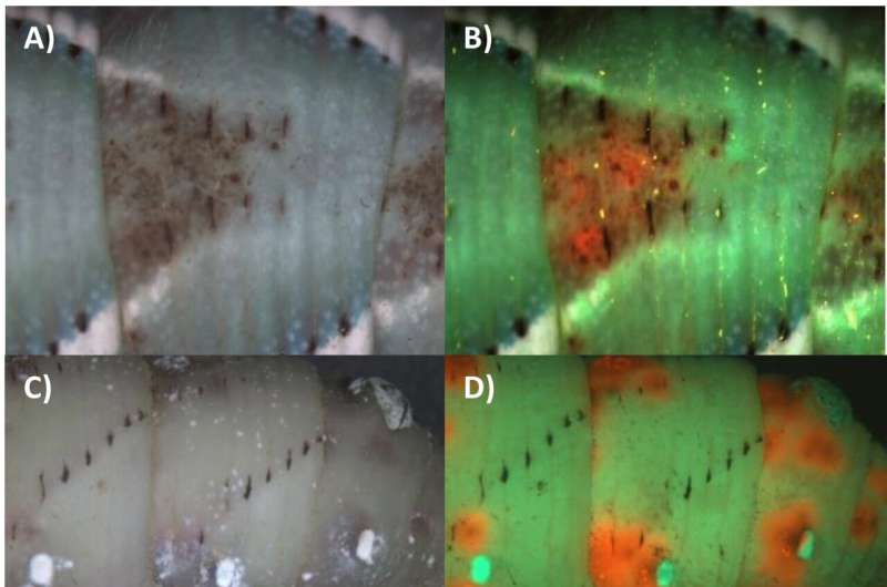 Two fungal strains (colored green and red) divide up resources available in an insect victim's body. Credit: University of Maryland, Raymond St. Leger Insect-killing fungi find unexpected harmony in war