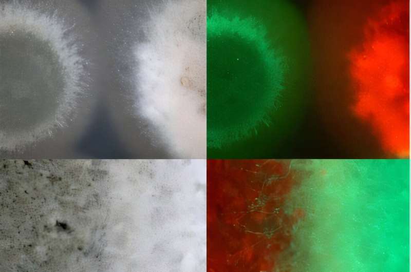 Two strains of fungi (Ma549 and Mr2575) were grown together in a lab dish containing potato dextrose agar and specially modified to glow in different colors (red and green, respectively). This image depicts their colonization of the dish over a period of five days. Both fungal colonies grow to touch each other, but their method of growth differs. While Ma459 produces seed-like spores, Mr2575 extends thread-like structures called hyphae. Credit: University of Maryland, Raymond St. Leger Insect-killing fungi find unexpected harmony in war
