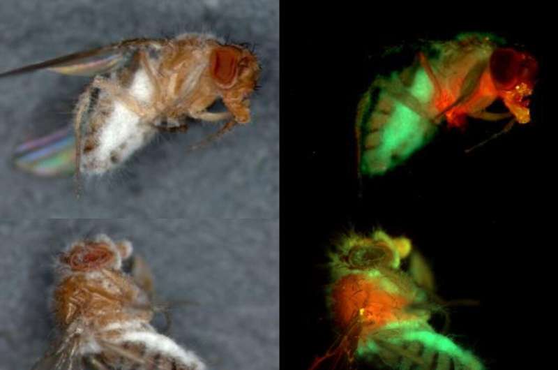 With small insects like flies, one fungal strain (tagged with red) takes the front half and the other (tagged with green) takes the back half. In large insects like caterpillars, they subdivide individual segments (the red individual takes the front half of each segment and the green individual takes the back half). Credit: University of Maryland, Raymond St. Leger Insect-killing fungi find unexpected harmony in war