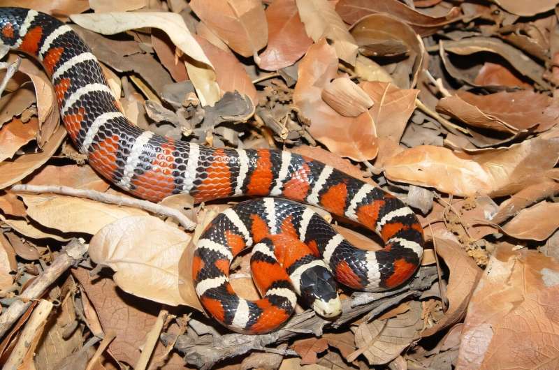 The nonvenomous Arizona mountain kingsnake, which resembles a venomous coral snake, has a survival advantage by warning off would-be predators that avoid colorful coral snakes. Credit: John J. Wiens New study maps dramatic 100-million-year explosion in color signals used by animals