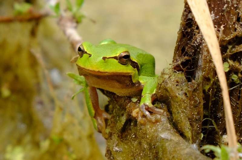 Credit: Germán Orizaola Researchers examine the aging of Chernobyl frogs