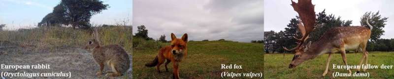 Species as being detected by the cameras. Credit: University of Amsterdam Revolutionizing biodiversity monitoring with a network of automated wildlife cameras