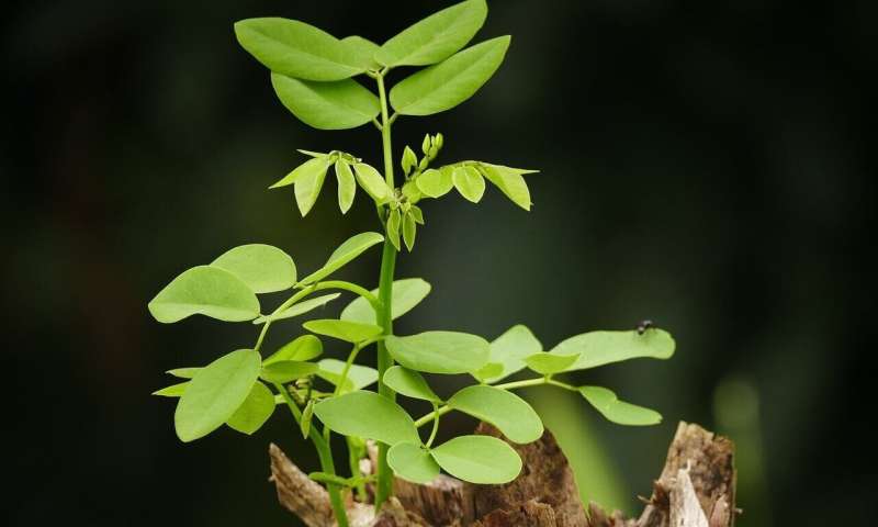 Credit: CC0 Public Domain saplings