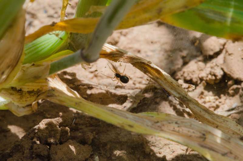 Money spider in field. Credit: Jordan Cuff Spiders forage for prey rich in specific nutrients depending on species, life stage and sex