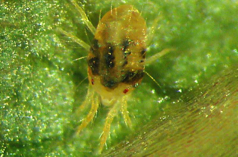 Two-spotted spider mite (Tetranychus urticae). Credit: Erling Fløistad Sprinkling away the spider mites