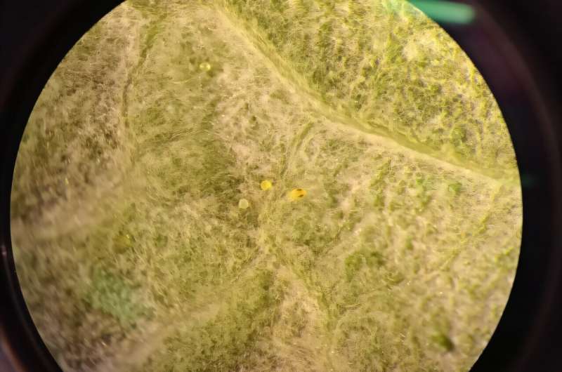 Spider mites are tiny and difficult to see without a magnifying glass. In the center of the image two eggs and a nymph can be seen. Credit: Clément Follut Sprinkling away the spider mites