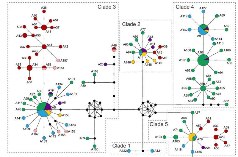 Median-joining network based on Tf alleles. Credit: Reproduction and Breeding (2024). DOI: 10.1016/j.repbre.2024.07.002 Team investigates population genetic characteristics of two hybrid crucian carp strains