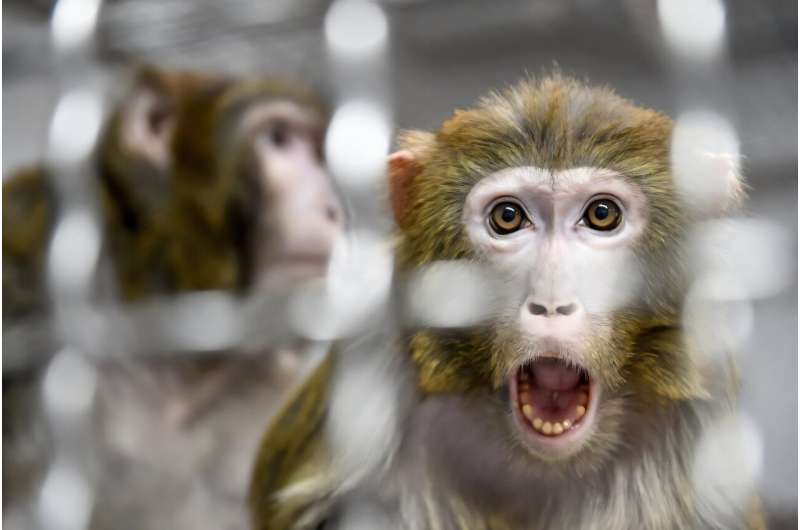 The rhesus macaques were described by local police as 'skittish' The rhesus macaques were described by local police as 'skittish'
